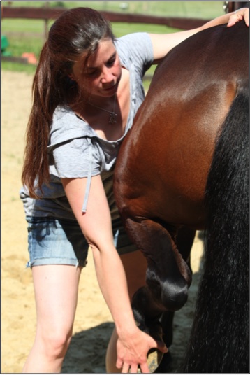 Ostopathe Equin Caroline Lenoir Photo Manip Postrieur